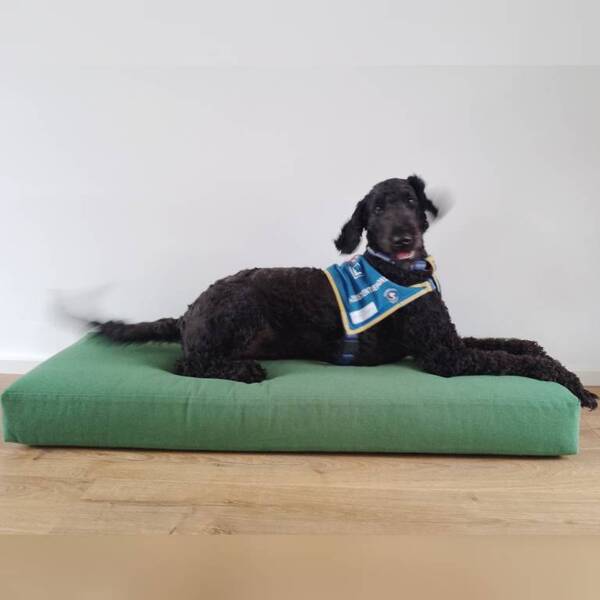 hondenkussen